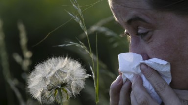 La saison des pollens de bouleau arrive : une page sur les prévisions du risque d’allergie est lancée