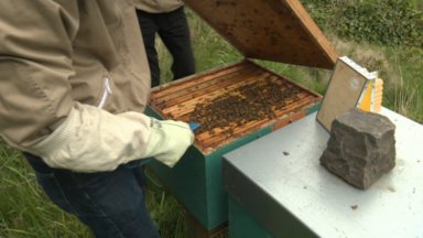 Les ruches bruxelloises se dépeuplent de leurs abeilles à cause du réchauffement climatique