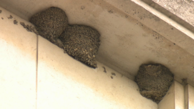 Les hirondelles font leurs nids à Bruxelles et cela limite les travaux de rénovation