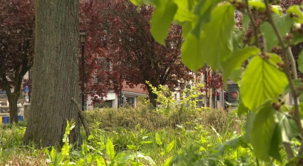 Les espaces verts très inégalement répartis dans les écoles primaires ...