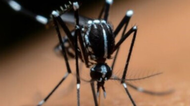 Sortez votre smartphone : Sciensano invite la population à “chasser” le moustique tigre