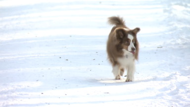 Les chiens, comme les humains, profitent de la neige dans la forêt de Soignes