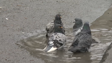 Anderlecht : des graines contraceptives pour les pigeons