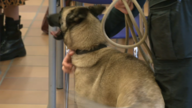 À la rencontre de Luna, le premier chien de la police fédérale formé pour détecter les traces numériques