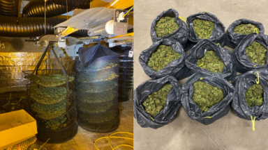 240 plants de cannabis découverts dans un immeuble à Koekelberg