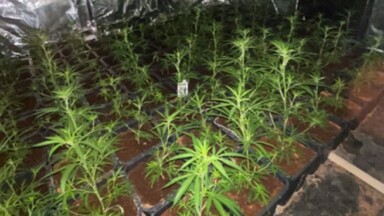 Anderlecht : 12 kilos de cannabis saisis dans le quartier Scheut