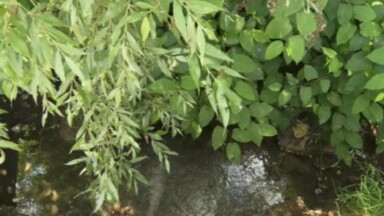 Uccle : déconnecté du réseau d’égouts, le Geleytsbeek retrouve son cadre naturel