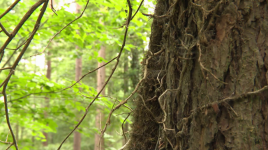 Du lierre coupé sans autorisation en forêt de Soignes: mauvais pour la nature… et interdit