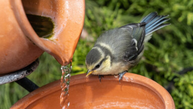 Fortes chaleurs : voici plusieurs conseils pour venir en aide aux oiseaux depuis chez vous