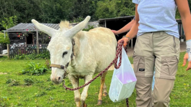 Une ânesse, un cheval et trois poneys saisis pour négligences dans une ferme pédagogique à Uccle