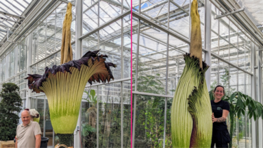 3,22 mètres et 112 kilos: le plus grand Arum titan du monde est à voir au Jardin botanique de Meise