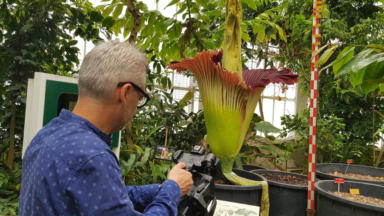 L’arum titan ou ausi appelé “fleur puante” du Jardin botanique de Meise est en fleur