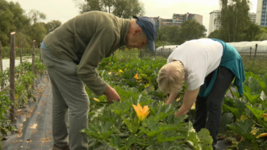 À Ganshoren est présent un nouveau jardin d’autocueillette de légumes bio