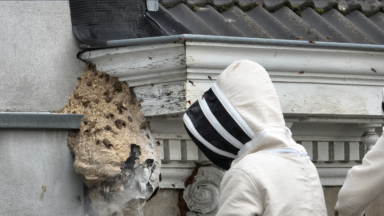 Les pompiers bruxellois n’interviendront plus gratuitement pour les nids de frelons