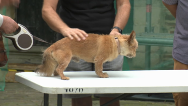 20 participants au concours canin du marché annuel d’Anderlecht