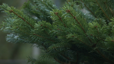 Inflation, météo, transport : le prix des sapins de Noël est en augmentation