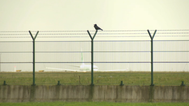 Crash d’avion en Corée du Sud : un talus “à oiseaux” à Brussels Airport pose des questions de sécurité