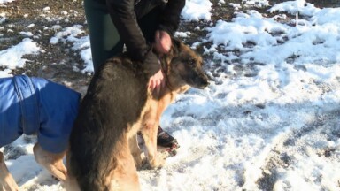 Woluwe-Saint-Pierre : plusieurs cas de chiens intoxiqués posent question