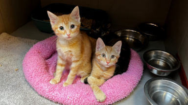 Des chatons abandonnés dans les poubelles du refuge Help Animals