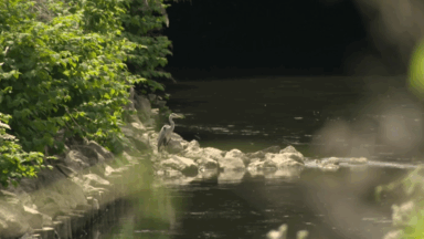 La biodiversité fait son retour dans les eaux bruxelloises