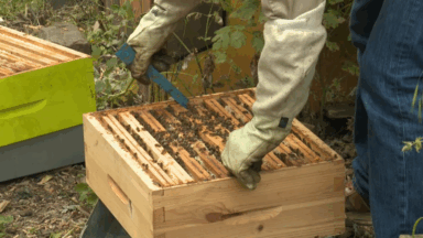 La mortalité des abeilles en hausse en 2024 pour la troisième année consécutive