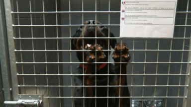Help Animals souligne l’urgence de construire leur nouvel espace